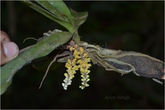 Pomatocalpa decipiens